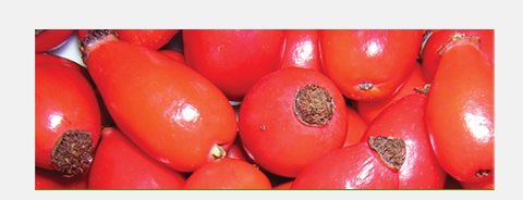 Rosehip Puree (12-14 Brix)