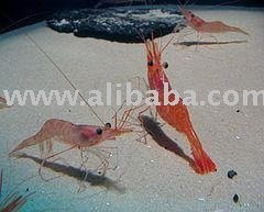 fresh SHRIMP fish