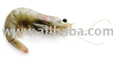 HLSO SW 26 / 30 Head Less Shell On Block Frozen Sea White Shrimp