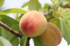 peach puree