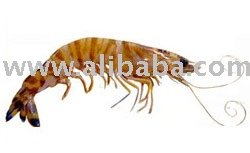HLSO FL 6 / 8 to 21 / 25 Head Less Shell On Block Frozen Flower Shrimp