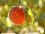 peach puree