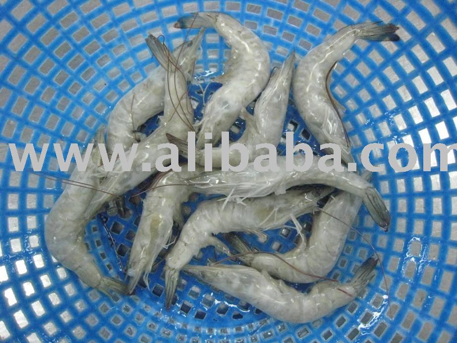 RAW HEAD-ON TAIL-ON VANNAMEI SHRIMP