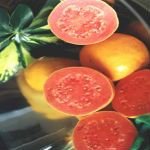  Aseptic  Concentrate guava  pulp 