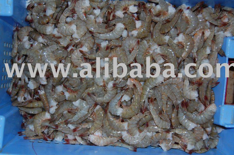Ecuador Shrimp