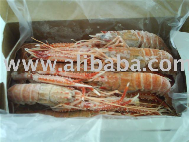 Frozen Scampi Shrimp-Metanephrops rubellus-origin Brazil