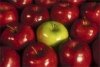  production   apple   juice  concentrate    apple  puree