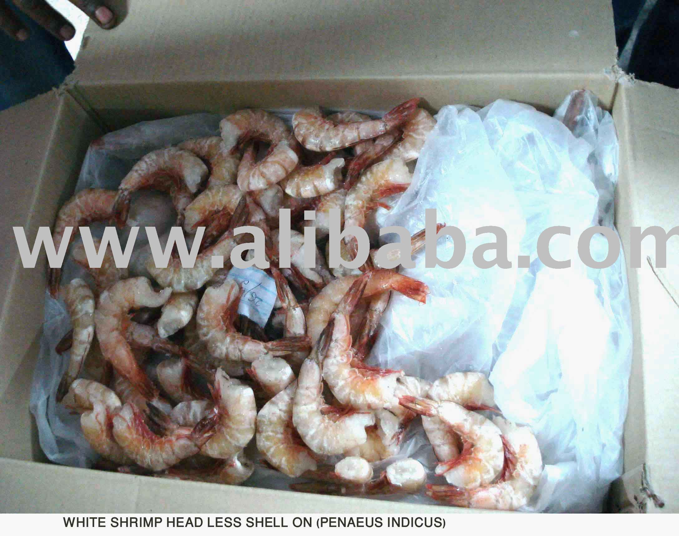 SEA CATCH WHITE SHRIMPS HEAD LESS SHELL ON IQF