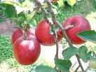 apple concentrate   apple Puree soft drink FRUIT JUICE