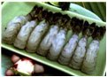 Frozen Black Tiger Shrimp: PTO