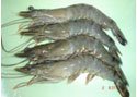 Frozen Black Tiger Shrimp: HOSO