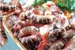  CAT   TIGER   SHRIMP  HLSO