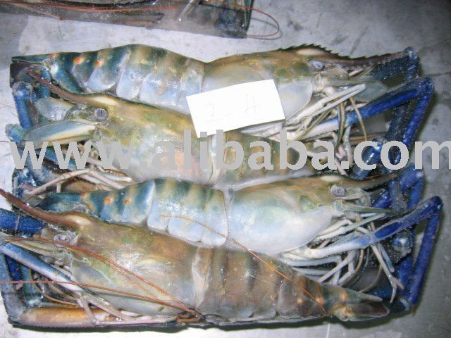 FRESH WATER SCAMPI SHRIMP ( HOSO / HLSO / PD )