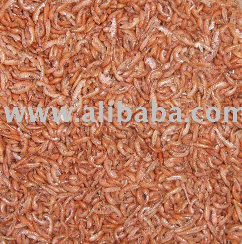 Sun dried  headless shrimps