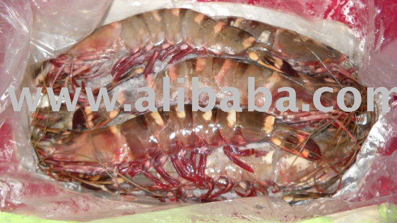 Sea Tiger Shrimps