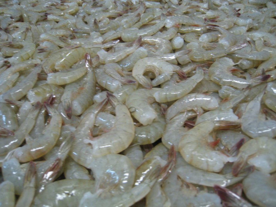Ocean  Jumbo  Shrimp