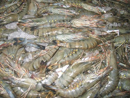 frozen , dried and fresh black tiger shrimp