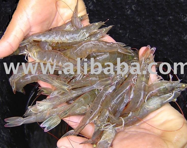 White Shrimp (Farmed Vannamei)