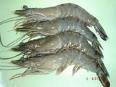 SEA GIANT TIGER PRAWN