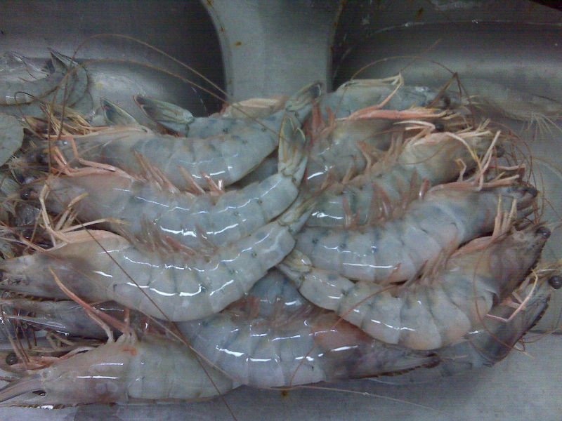 Eciador Ocean Jumbo Shrimp