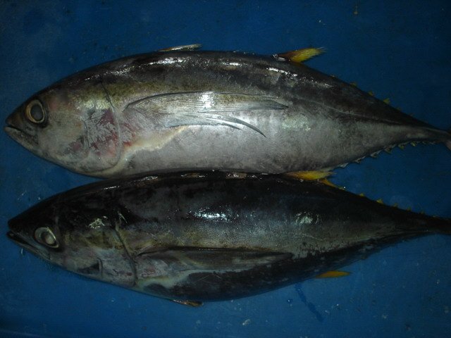 Frozen Yellowfin Tuna