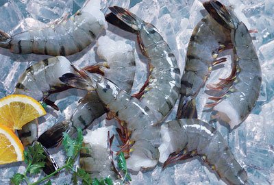HLSO Black Tiger Shrimp