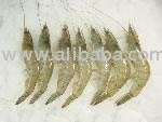 shrimp specie