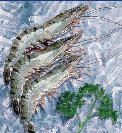 Shrimp 01