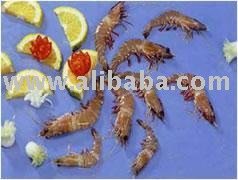 Sea Flower Shrimp
