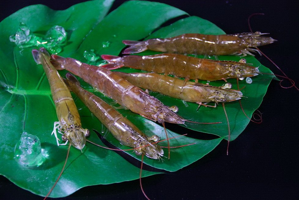 Frozen  Vannamei   Prawns 