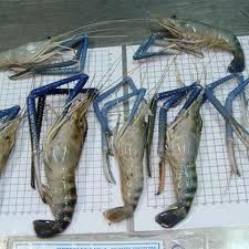 Fresh Frozen Scampi Headon Shell On