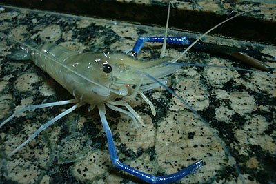  Freshwater   Shrimp 