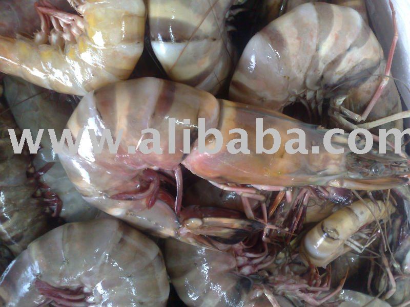 black tiger shrimps