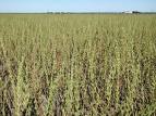 Sesame Oil   (  Sesamum   indicum  )