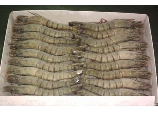 Black Tiger Shrimp