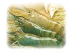 FRESHWATER SHRIMP