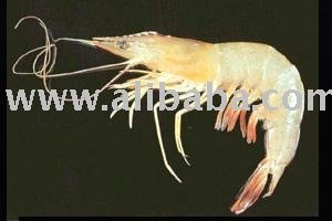 Soft Shell shrimp