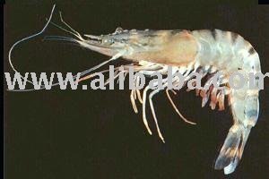 shrimp