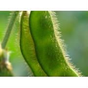 Pure  Crude  And  Refined   Soybean   Oil  For Sale