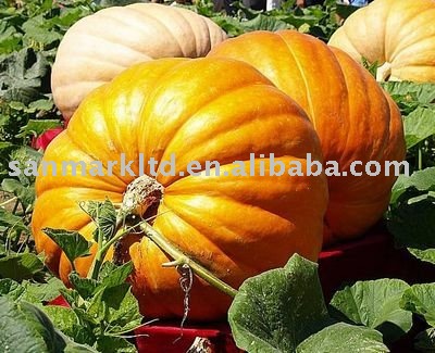 Oil  Pumpkin   Extract ive
