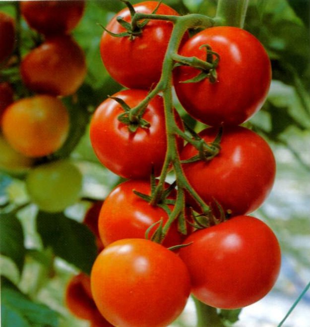 canned / tin ned  tomato   sauce 