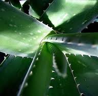 HIGH QUALITY Aloe Vera Oil