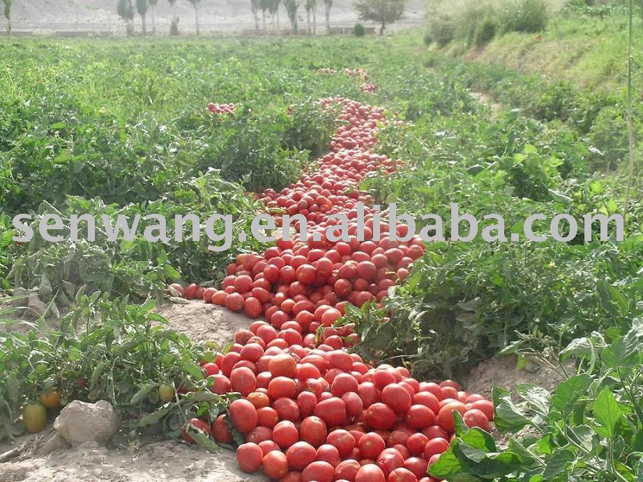 2010Crop  28-30%Brix Tomato Paste In Drum(Haccp/Kosher/ISO)