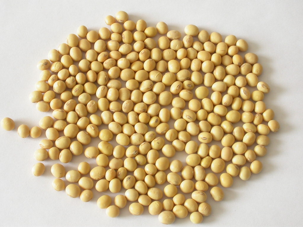 Soybean for sprout