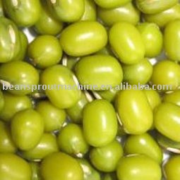 Green Mung Bean--Sprouting beans