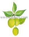 100% Pure Natural Neem Essential Oil