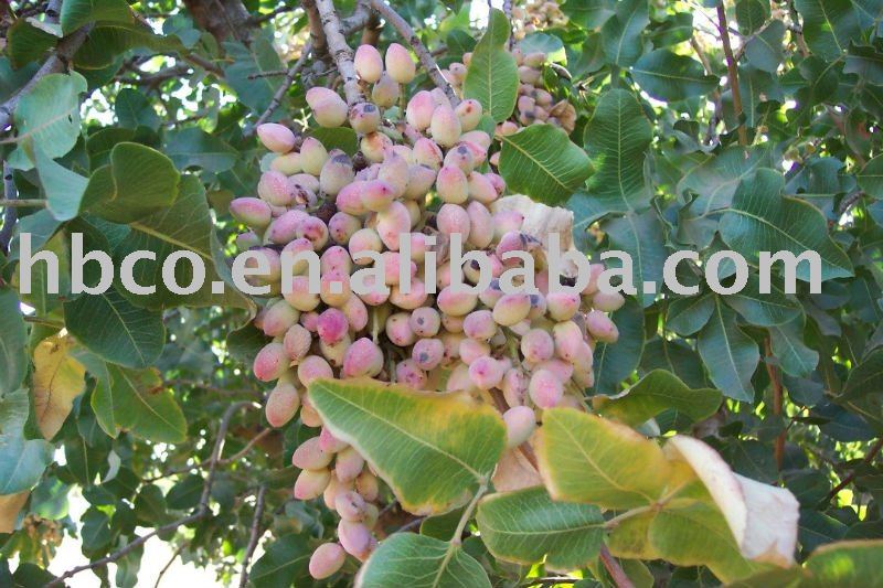 iran 30/32 pistachio ,green food,healthy food