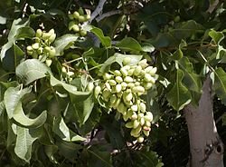 Pistachio nuts with other nuts