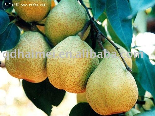 Chinese new crop Ya pear