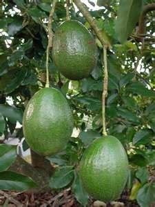 FRESH AVOCADOS FOR SALE(%100 TOP QUALITY),LIMES,CAVENDISH BANANA,NAVEL & VALENCIA ORANGES,APPLES